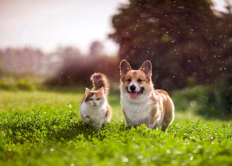Give Your Pet the Care They Deserve